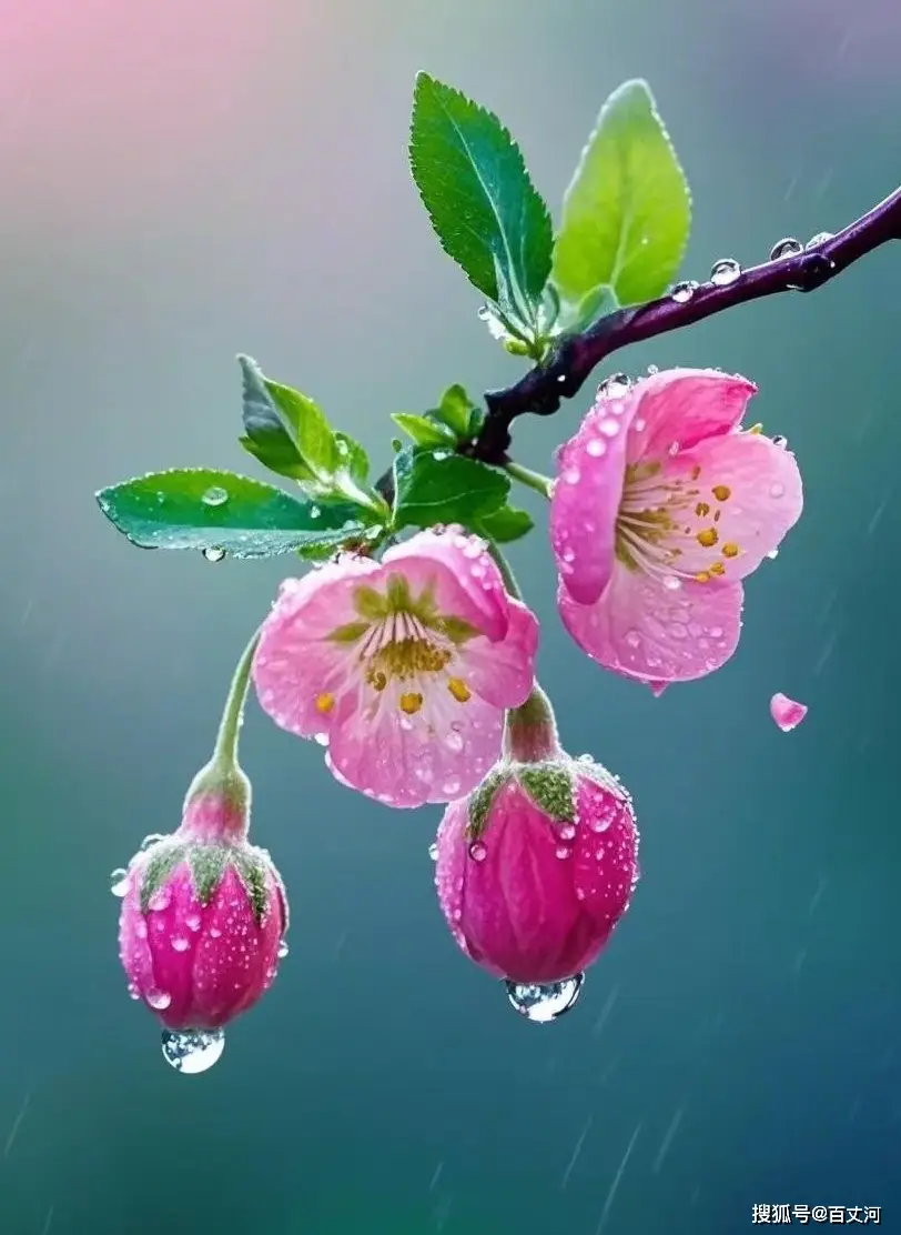 高考图文转换考情分析、题型分类与2018 - 2025真题汇总