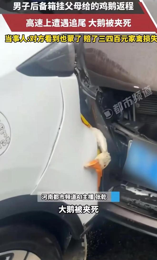 高速追尾致活鸡活鹅丧命 赔款后归属引网友争议