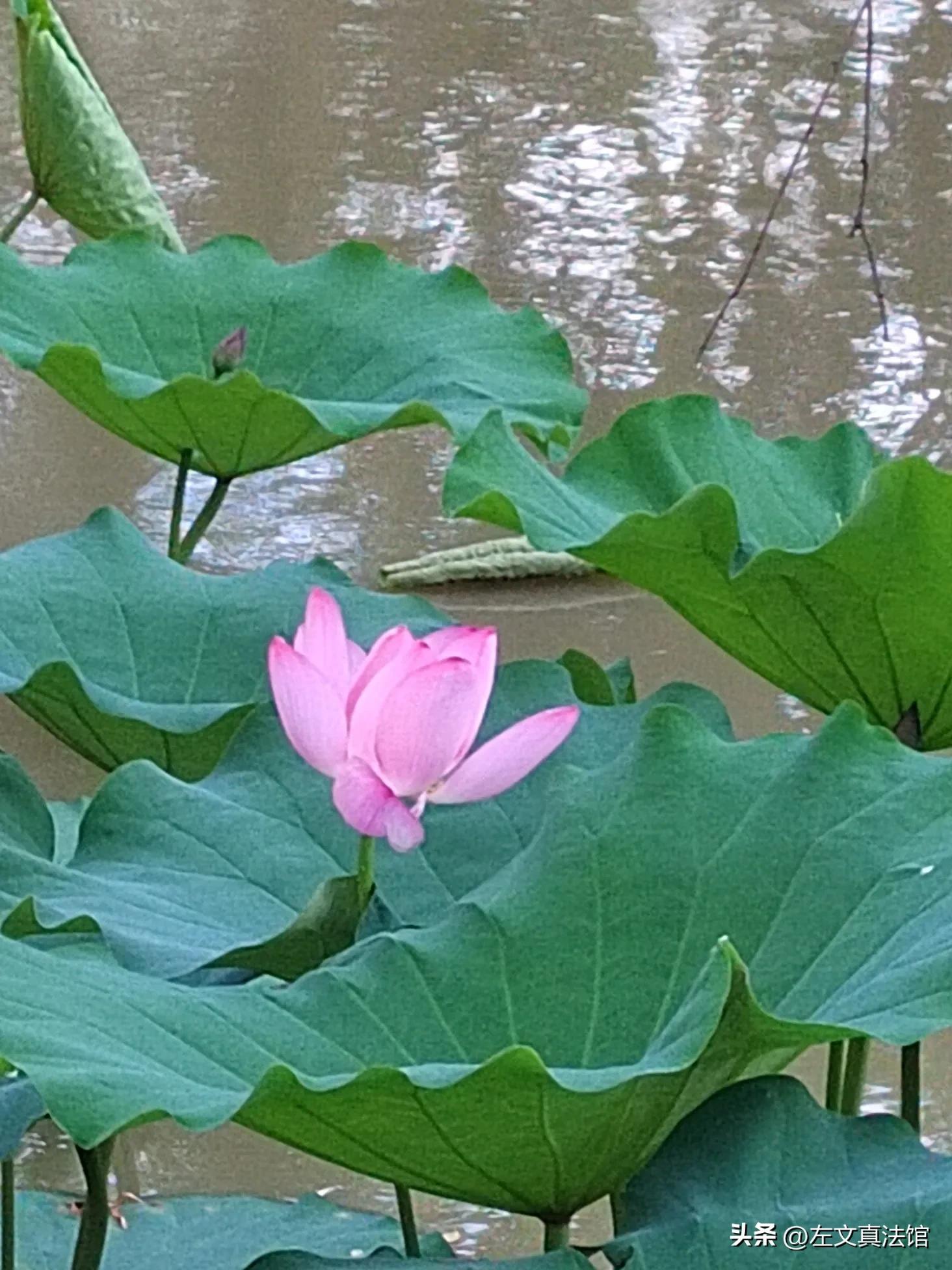 交通事故处理:交通违章处罚依据及扣留驾驶证期限折抵规定解读