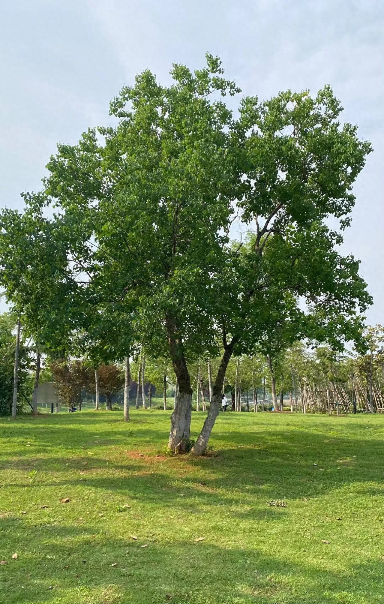 学会这招！交管12123违章转警告处理技巧大公开
